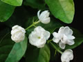 茉莉
