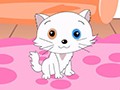 猫中王子——波斯猫