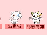 像兔子一样走路的马恩岛猫