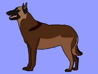 比利时马里努阿犬和它的兄弟们